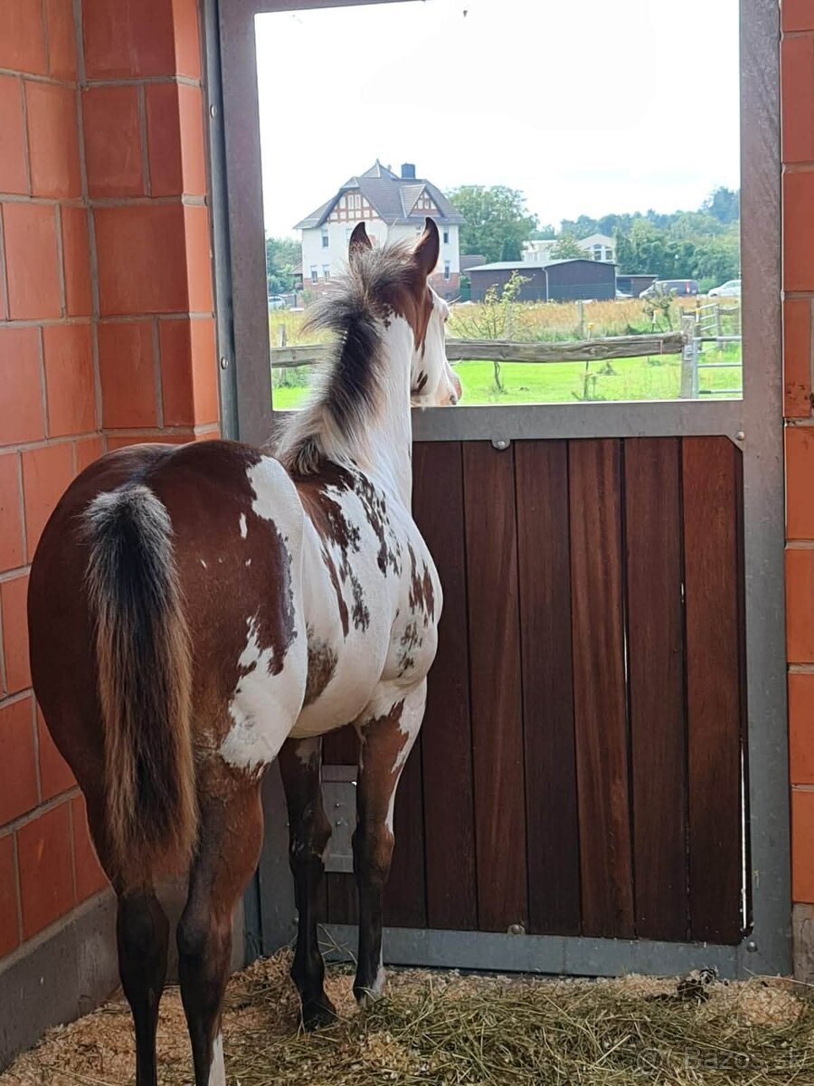 Pripúšťanie Paint Horse - 7