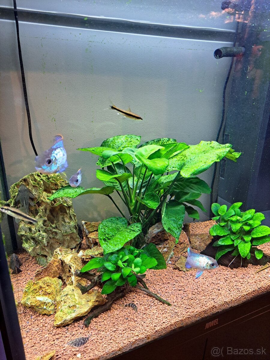Akvárium juvel 125 - 7