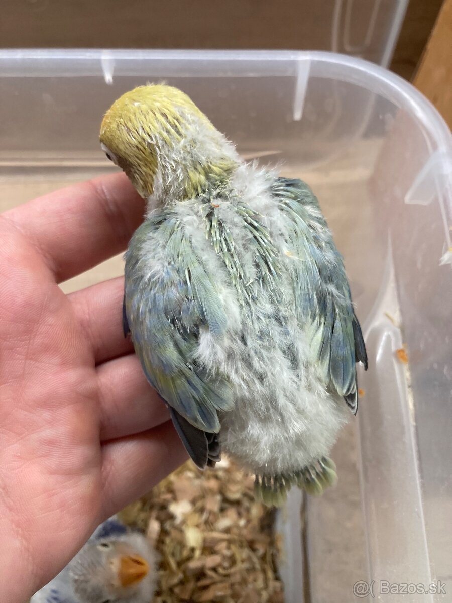 Rucne dokrmovane agapornisy fischer opalin tyrkys - 7