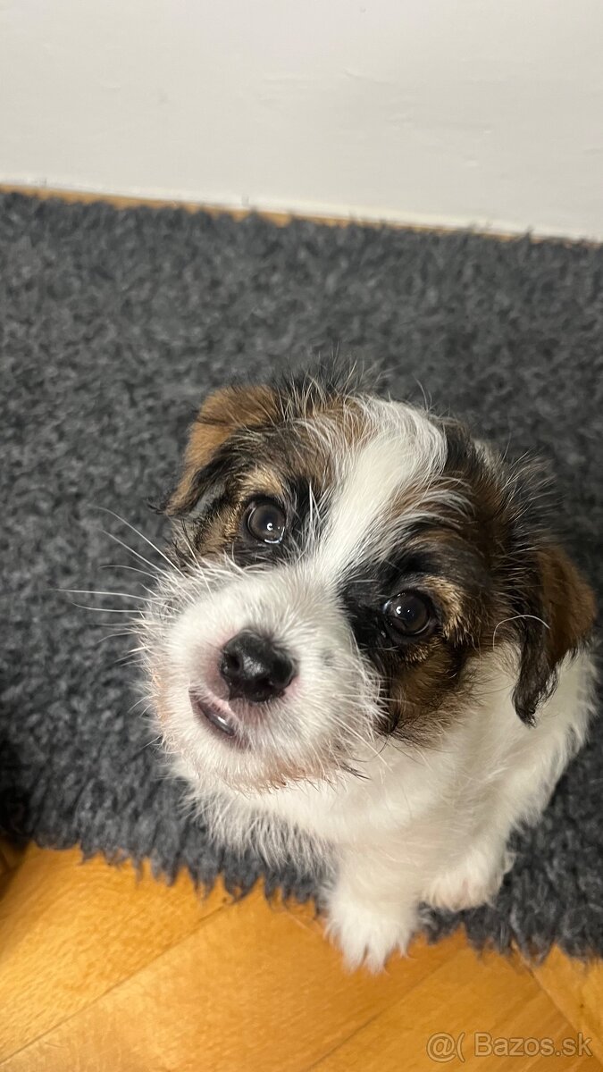 Jack Russell Terrier s PP - 7