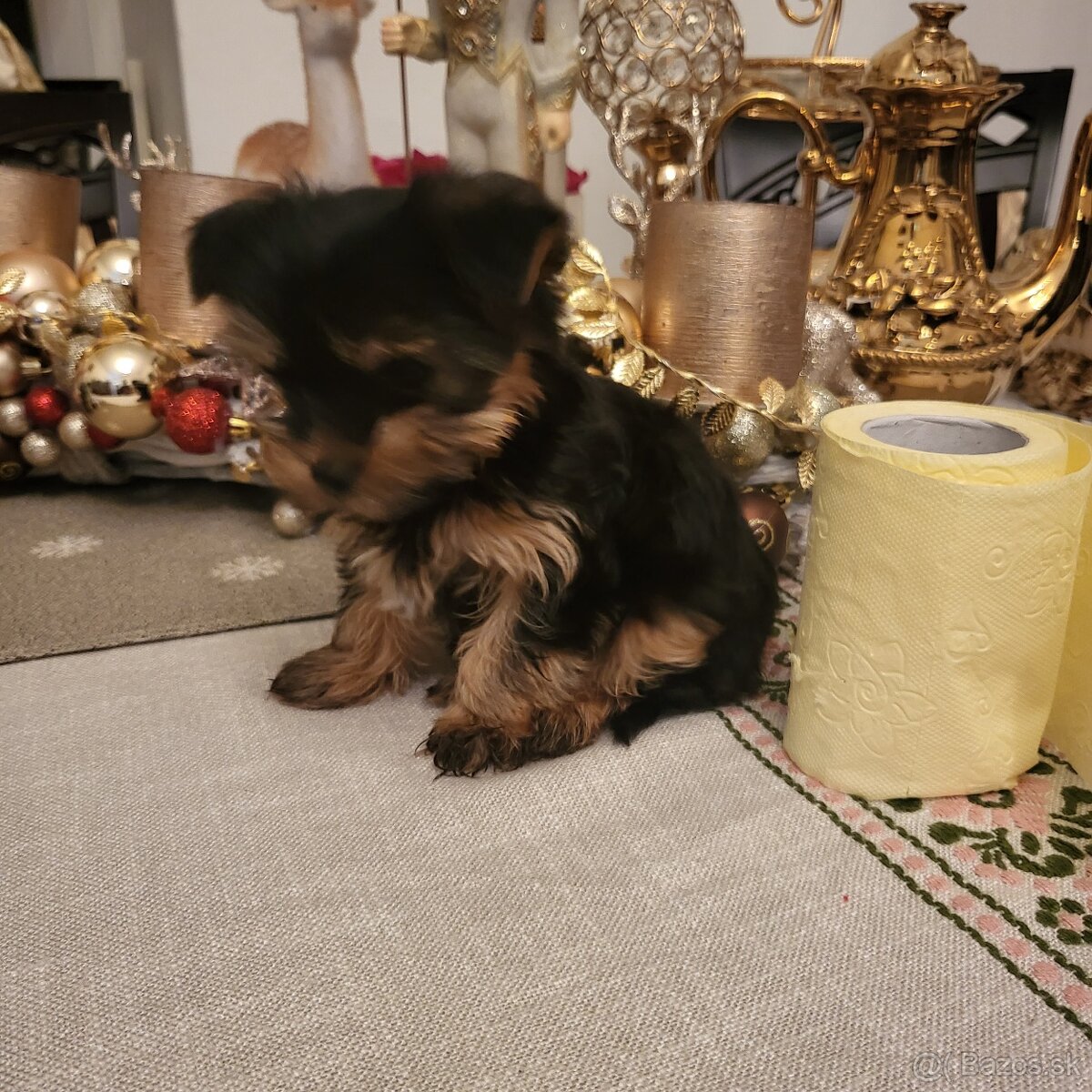 Yorkshirsky terier mini - 7