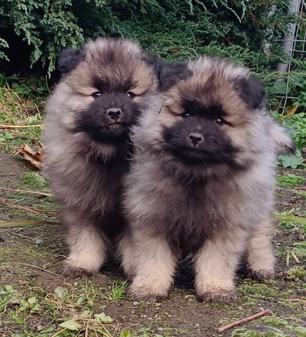 Německý špic vlčí / keeshond prodám štěňata s PP - 7