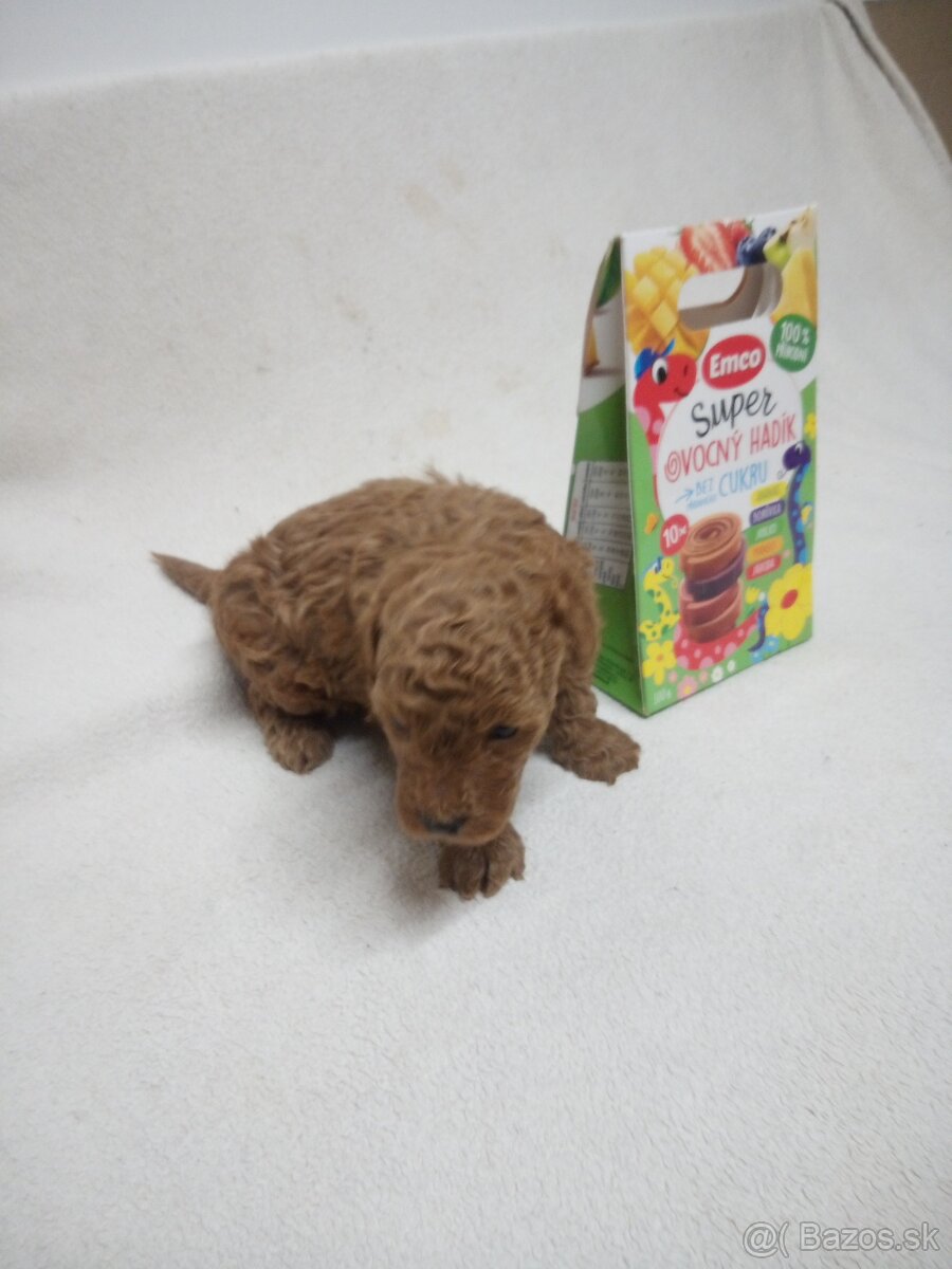 Pudel trpasličí - 7