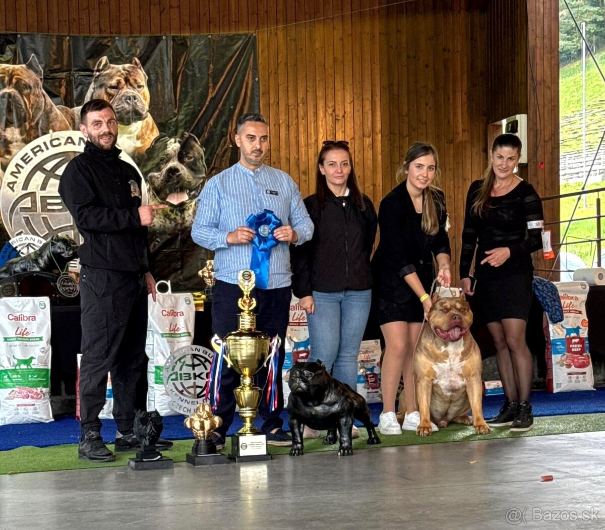 American bully XL XXL - 7