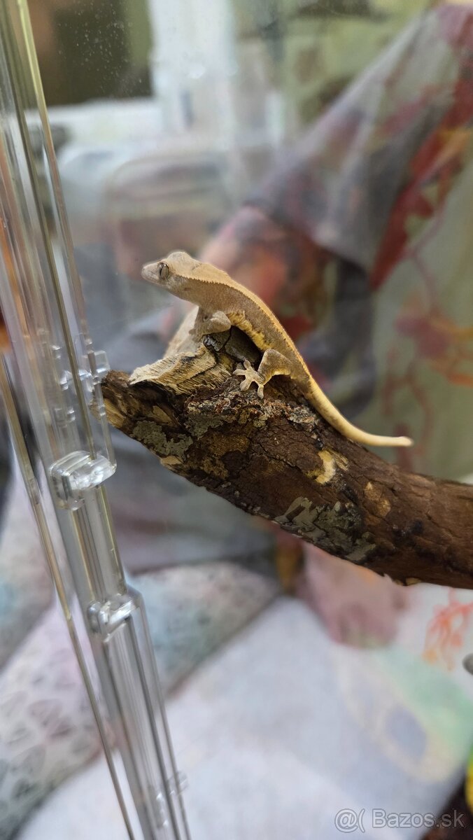 pagekon riasnaty - 7