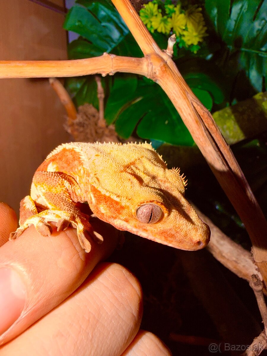 Terárium + Pagekon - 7