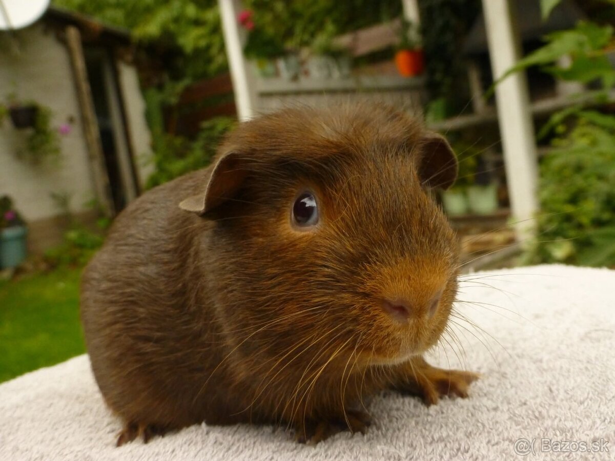 Ušľachtilé morčiatka - 7