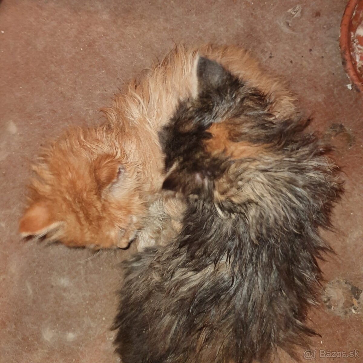 Ponukam krizence mainskej myvalej macky - 7