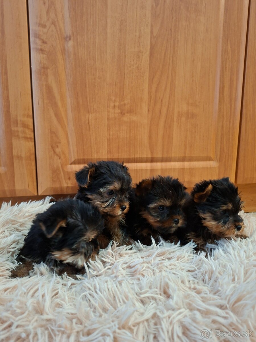 Yorkshirsky terier York - 7