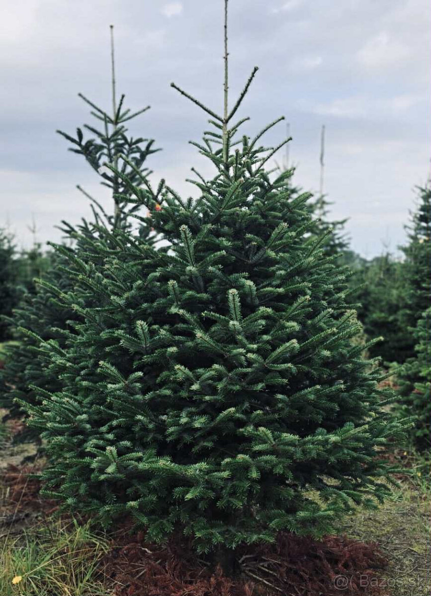 Kaukazská jedľa 2,00-2,50 smrek vianočné stromčeky - 7