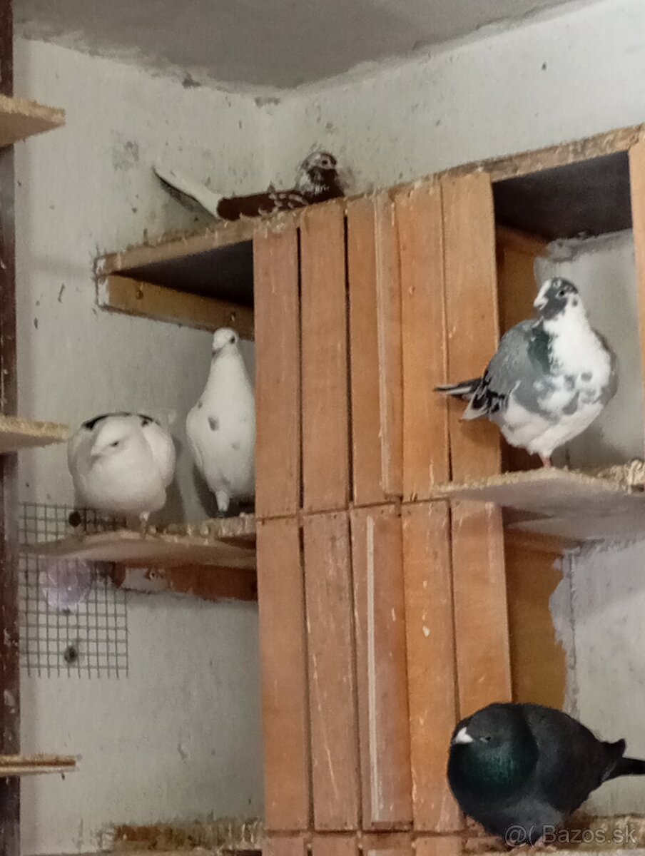 Poštové holuby - 7