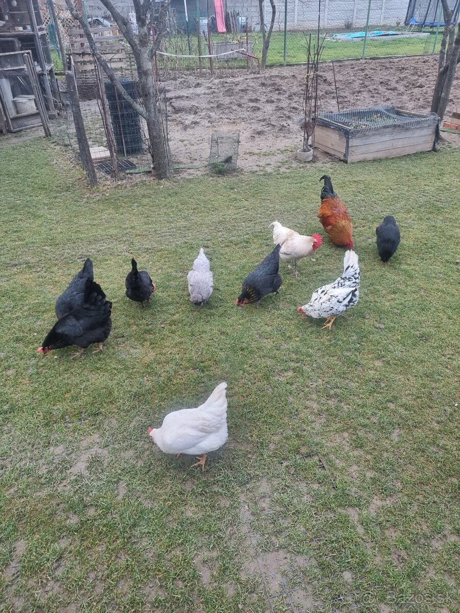 SLEPAČIE VAJCIA - 7