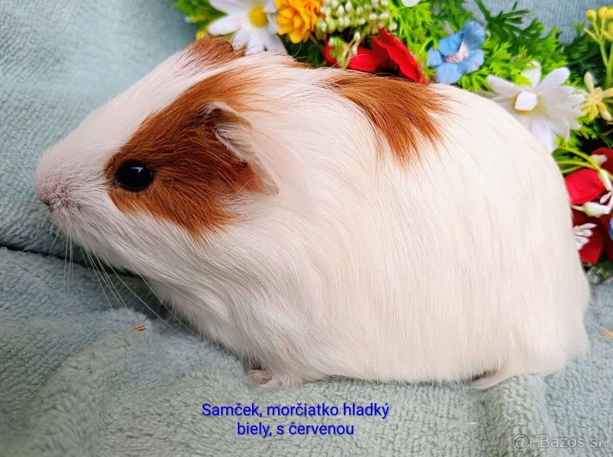 Morča/Morčiatka samčekovia - 7