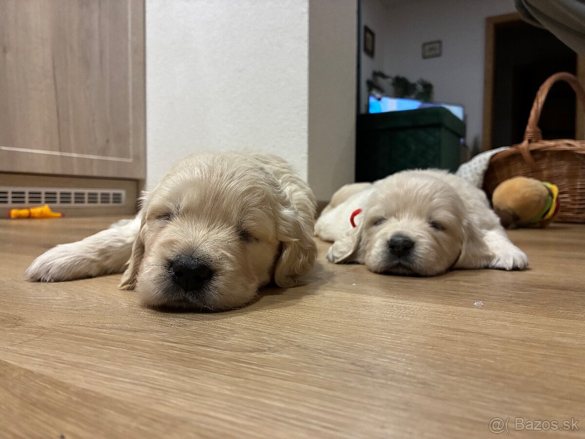 Zlatý retriever - šteniatka s PP - 7