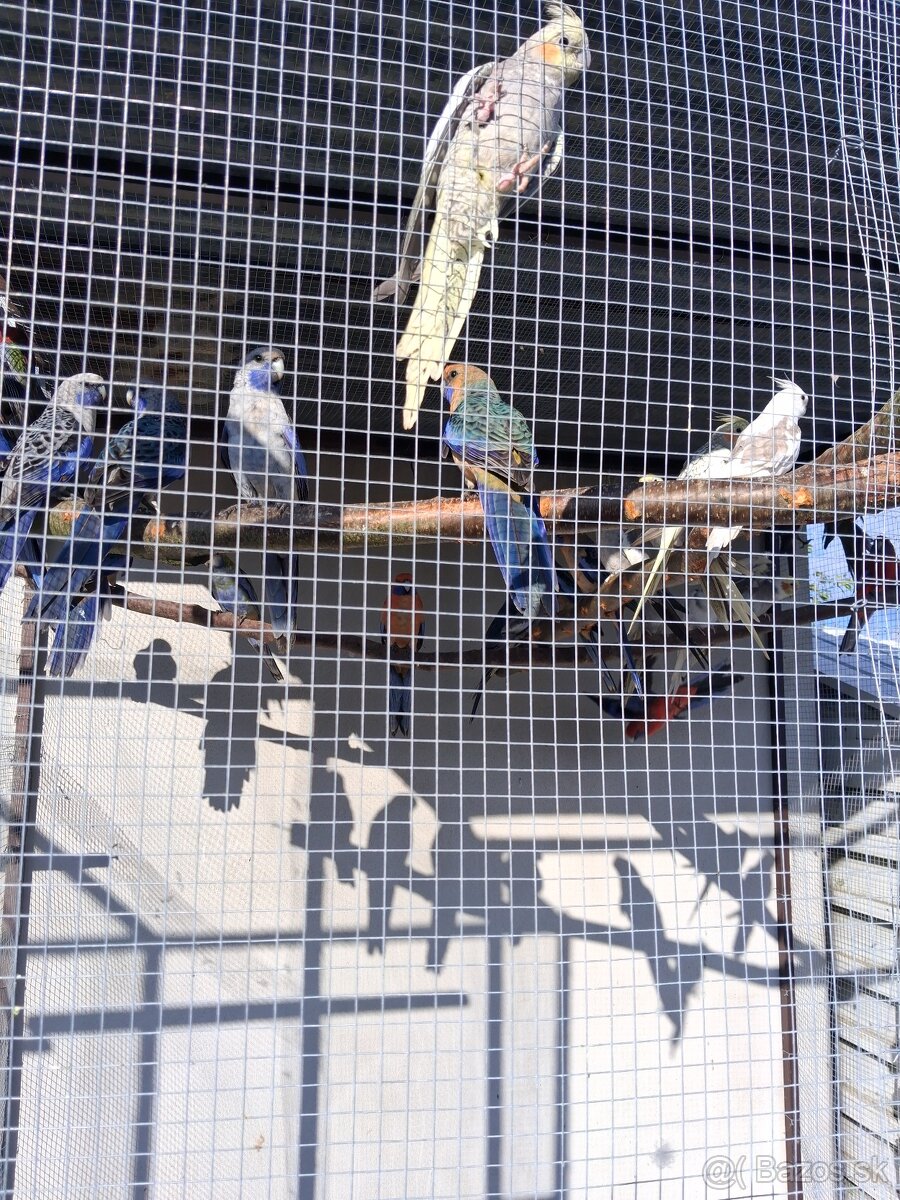 Rozela Penant +korely - 7