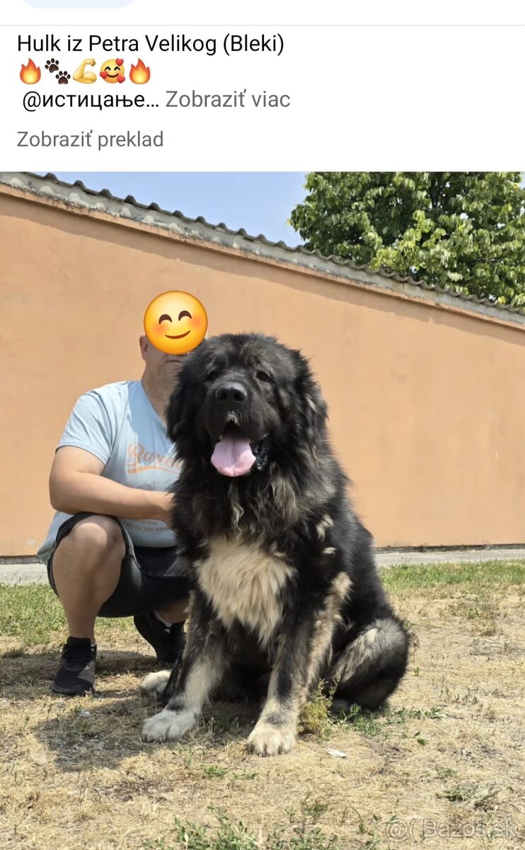 Šteniatko Kaukazský ovčiak - 7