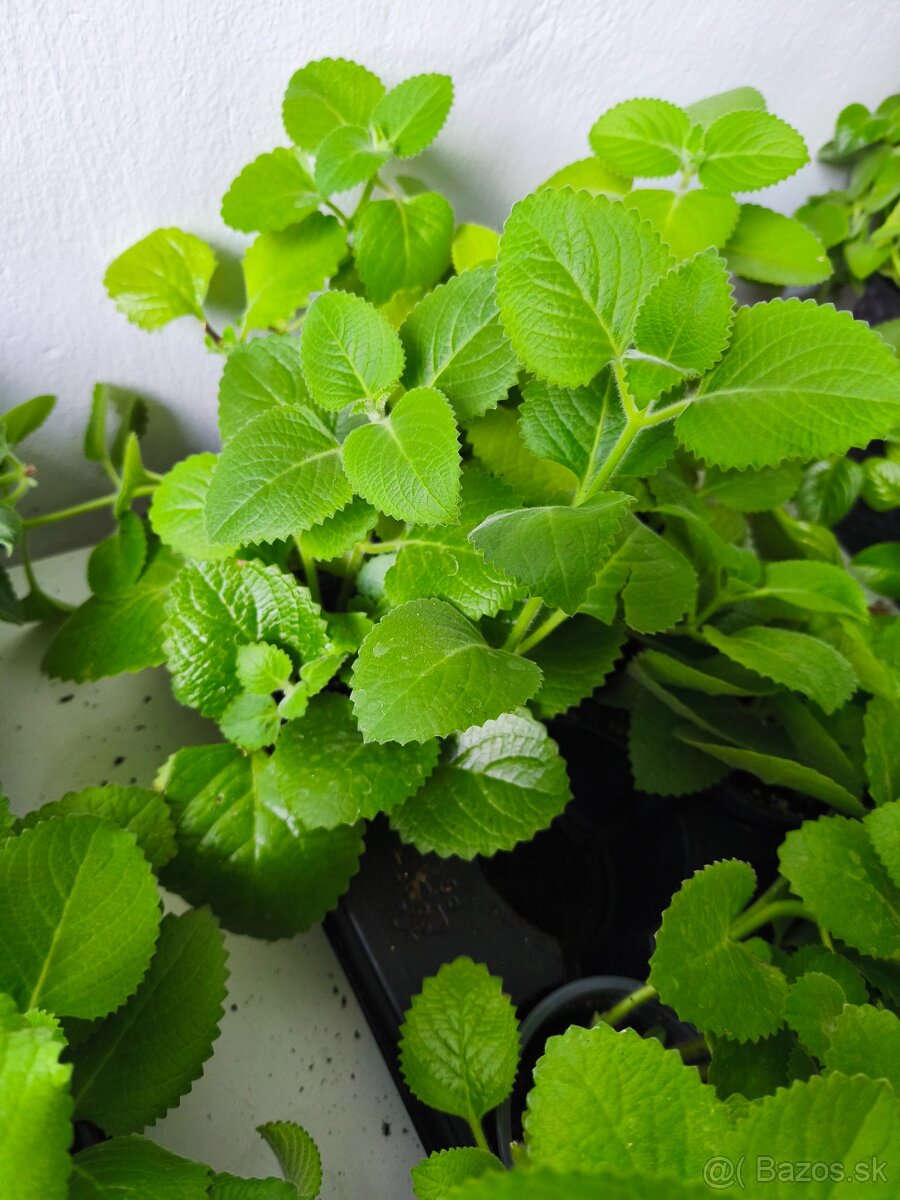 Nádchovník rímovník muchovník - 7