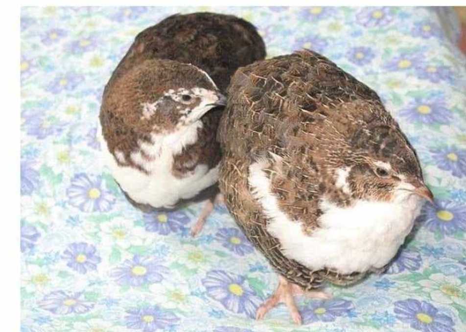 Prepelice japonské - 7