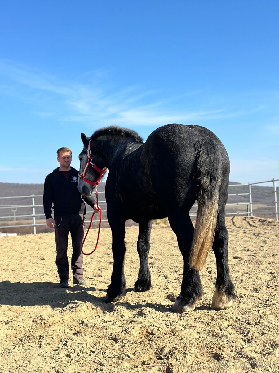 Valach na predaj - percheron - 7