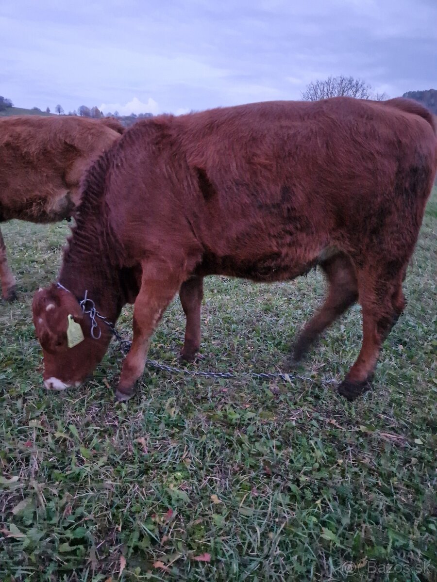 Predám jalovicku (jalovicu, teľa, býka, býčka ) za výhodnú - 7