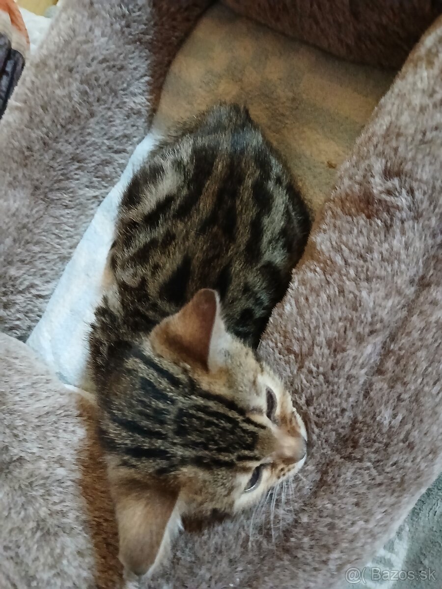 bengal bengalska macka bengalske maciatka - 7