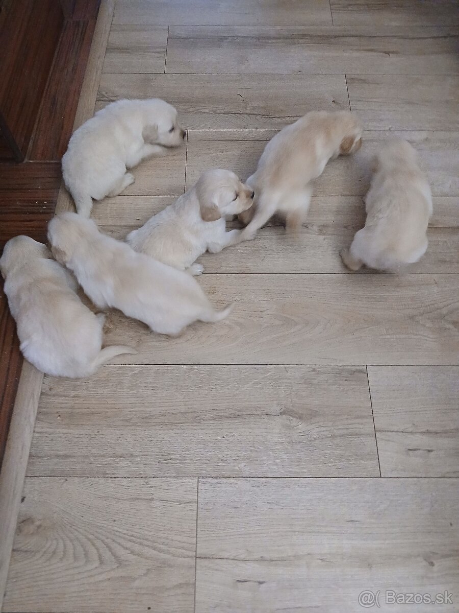 Predám šteniatka Zlatý retriver - 7