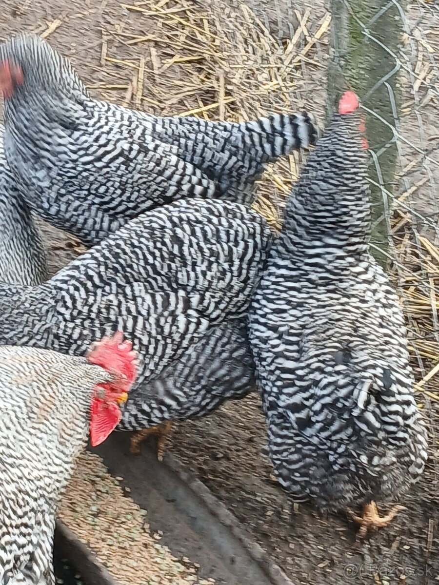 Predám nasado ve vajcia Amrox - 7