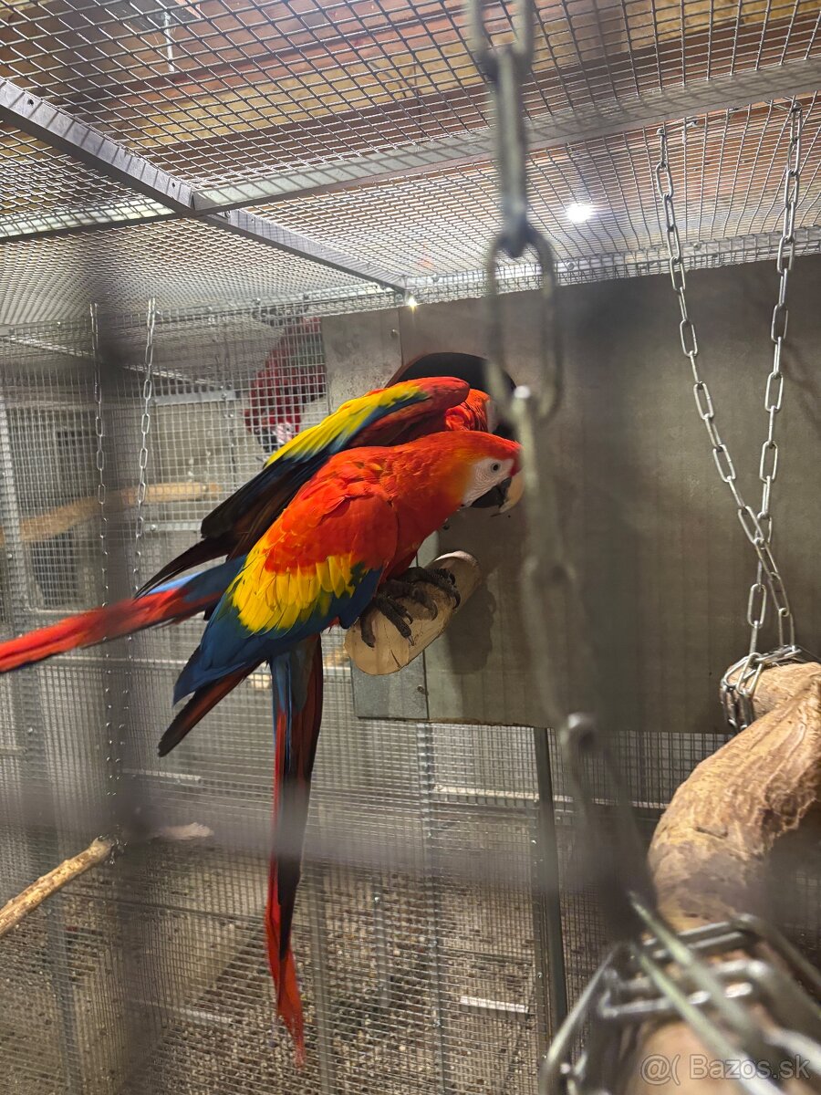 Kakadu inka , Ara arakanga - 7