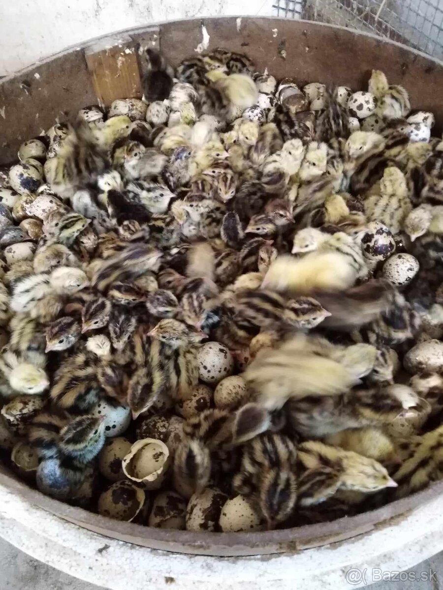 Násadové vajíčka - 7