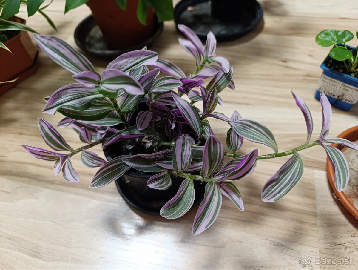 Ponúkam Zelenec, monstera minima, difenbachia - 7