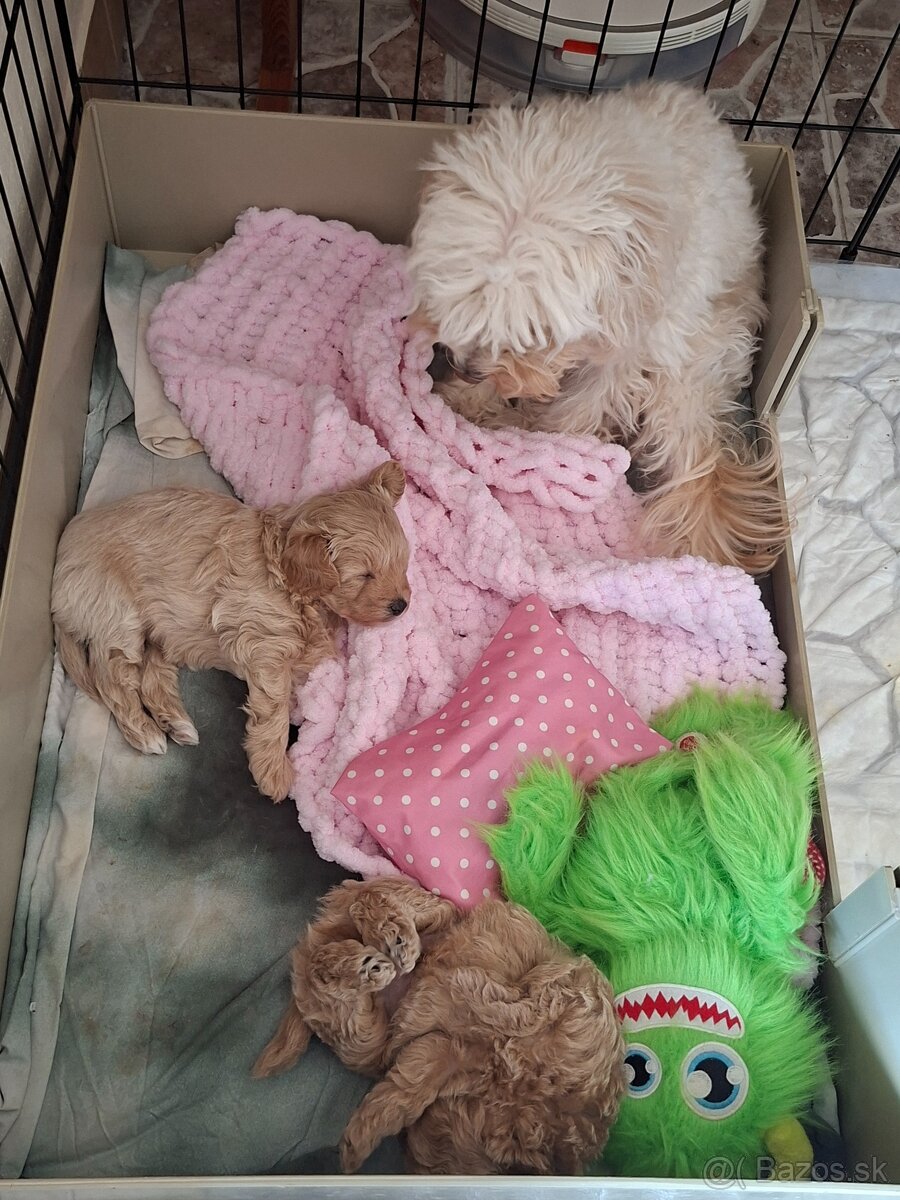 Maltipoo - 7
