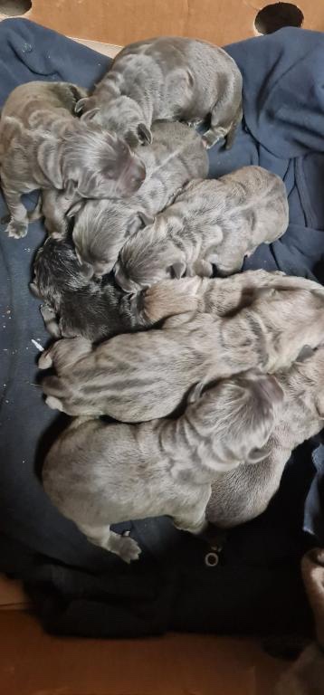 Cane corso krytie - 7