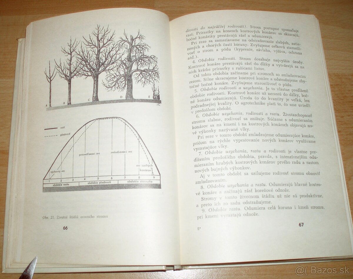 Rez a tvarovanie ovocných drevín - 7