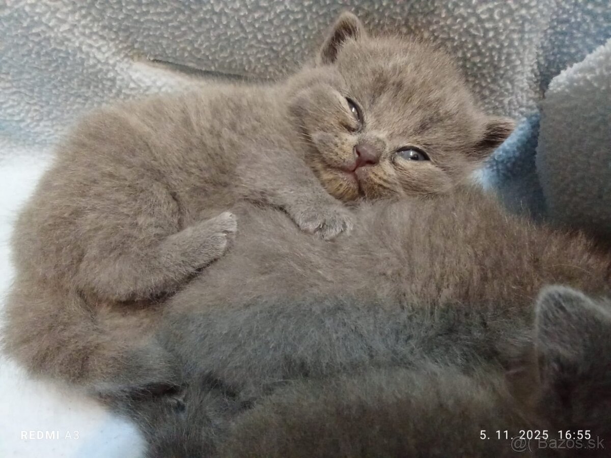 Britske maciatka - 7