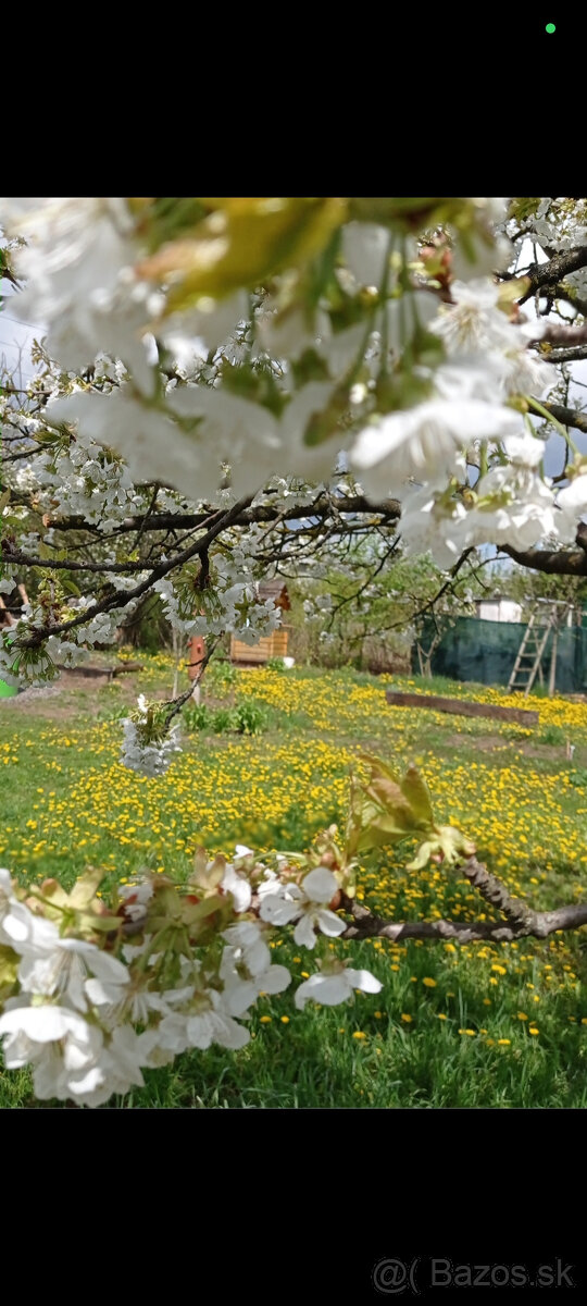 Predám Chatu záhradu - 7