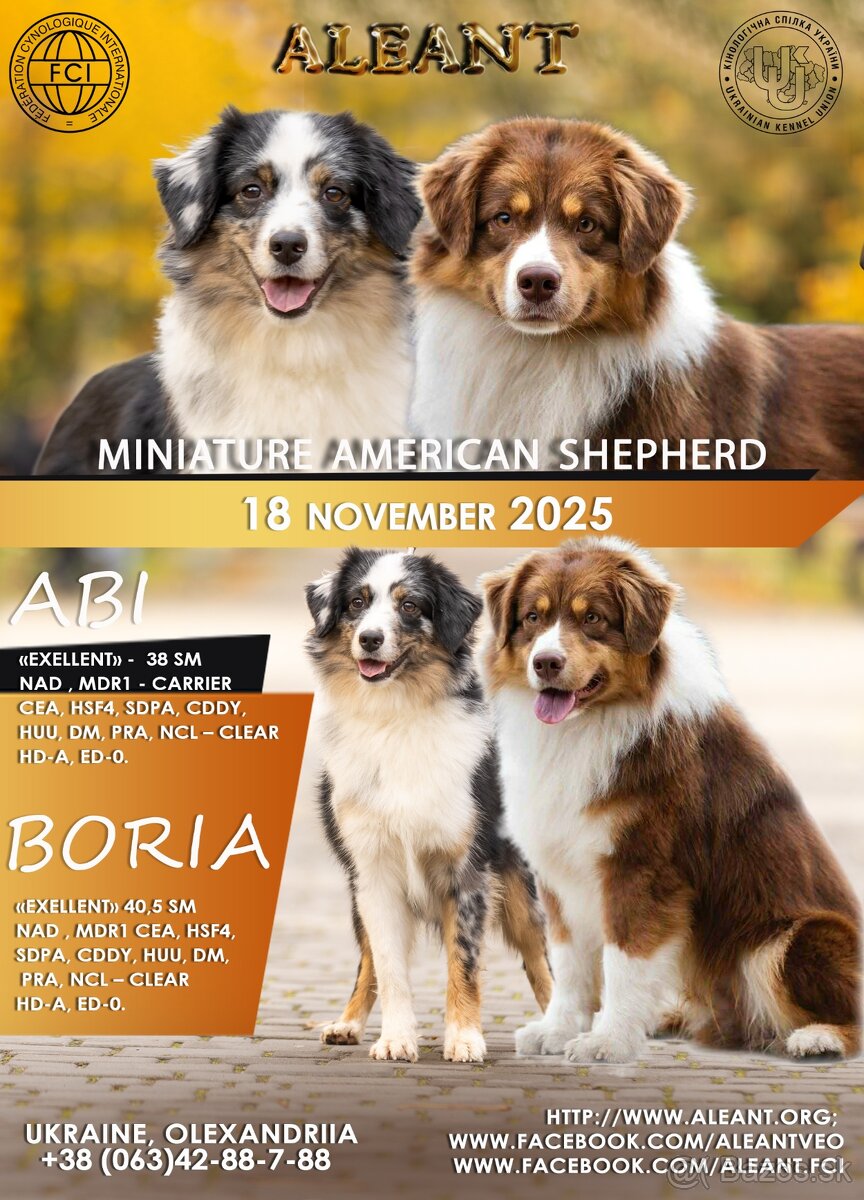 Miniaturní americký ovčák - 7