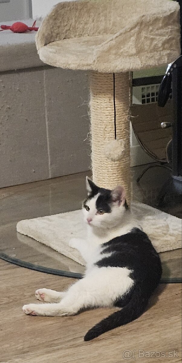 Darujem 4,5 mesačného kocúrika - 7