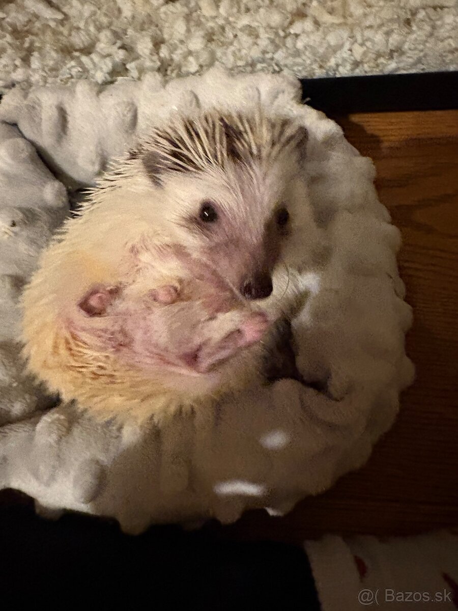 Ježkov Bielobruchý - 7