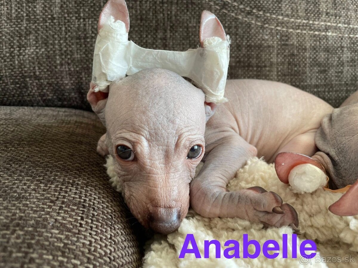 Peruánsky naháč malý - 7