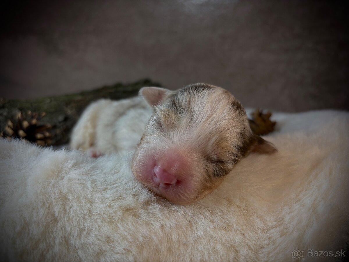 Austrálsky ovčiak s PP - 7