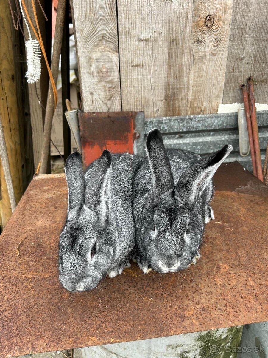 Činčila veľká - 7