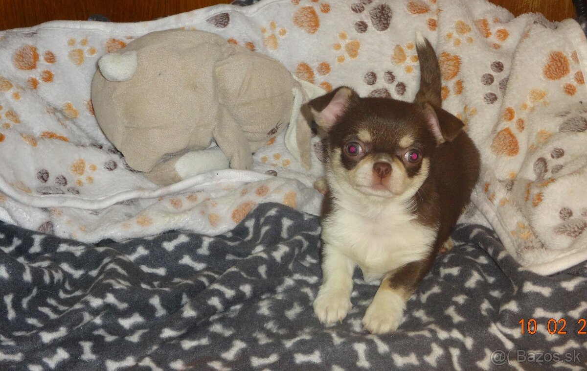 čivava krátkosrstá - 7