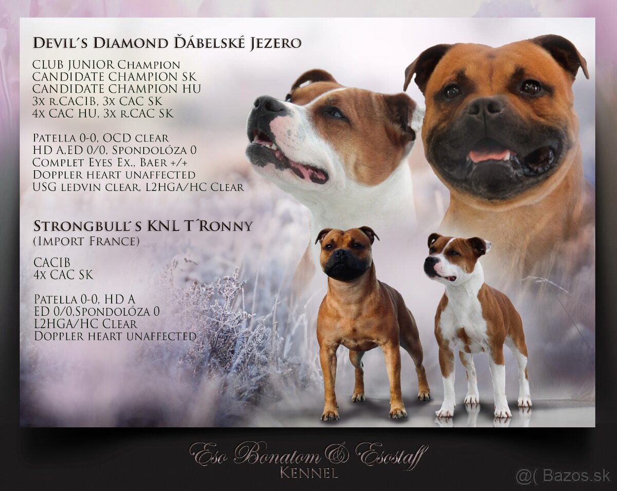 Stafordšírský bulteriér - pes s PP - 7