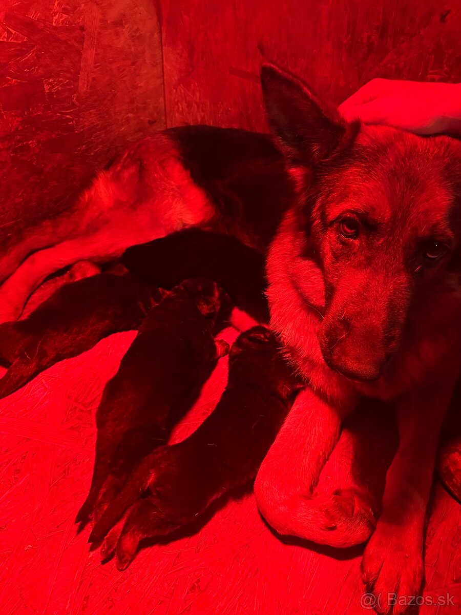 Nemecký ovčiak šteniatka - 7