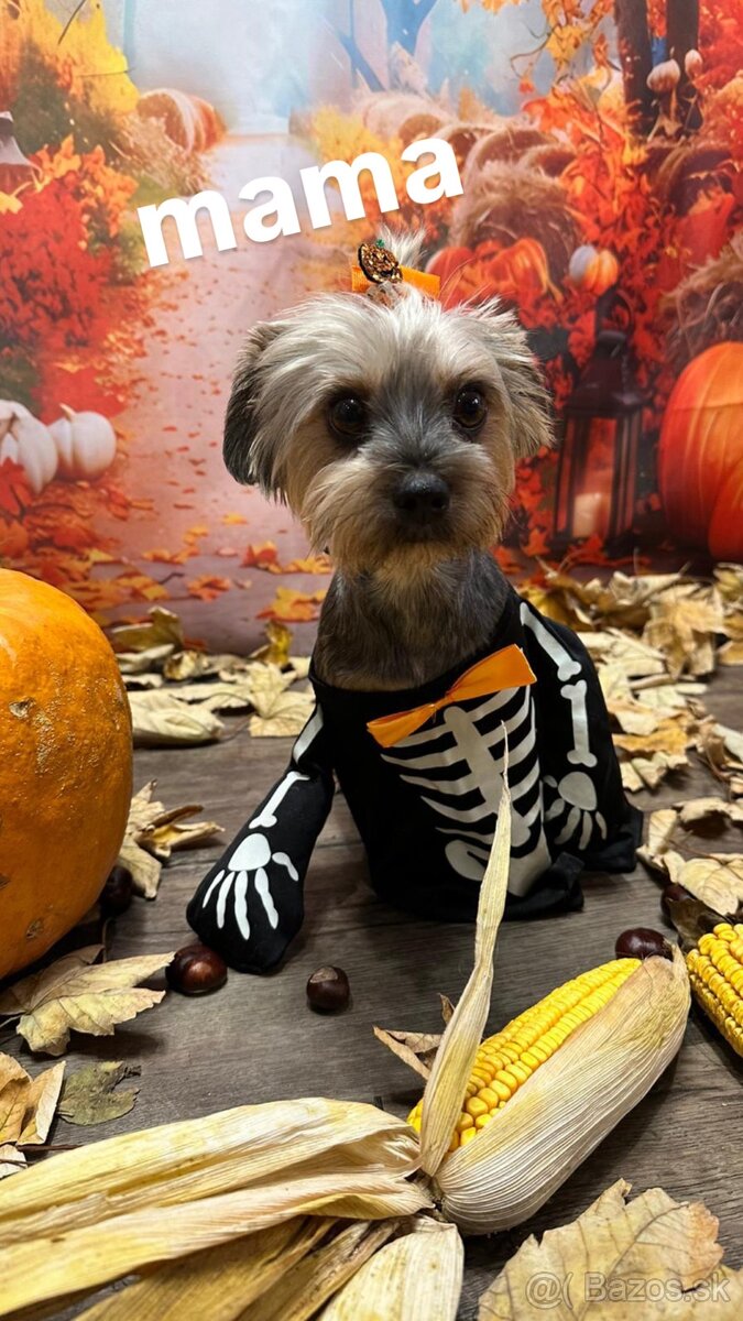 Jorkšírský teriér - Yorkshire teriér -šteniatka - 7