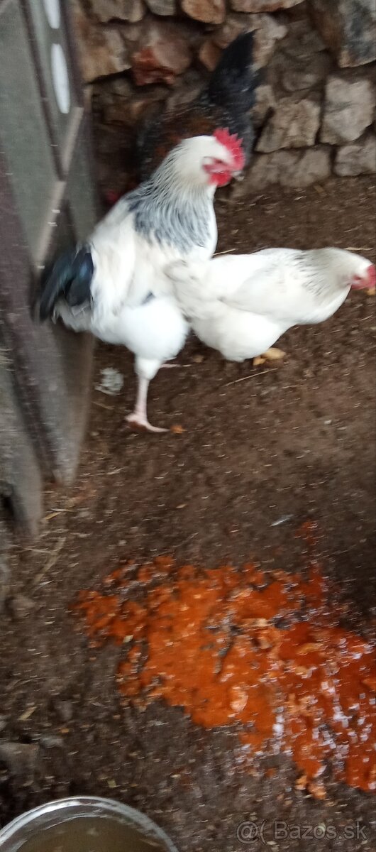 Kohútov - 7