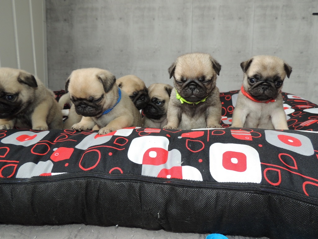 MOPS s PP. - 7