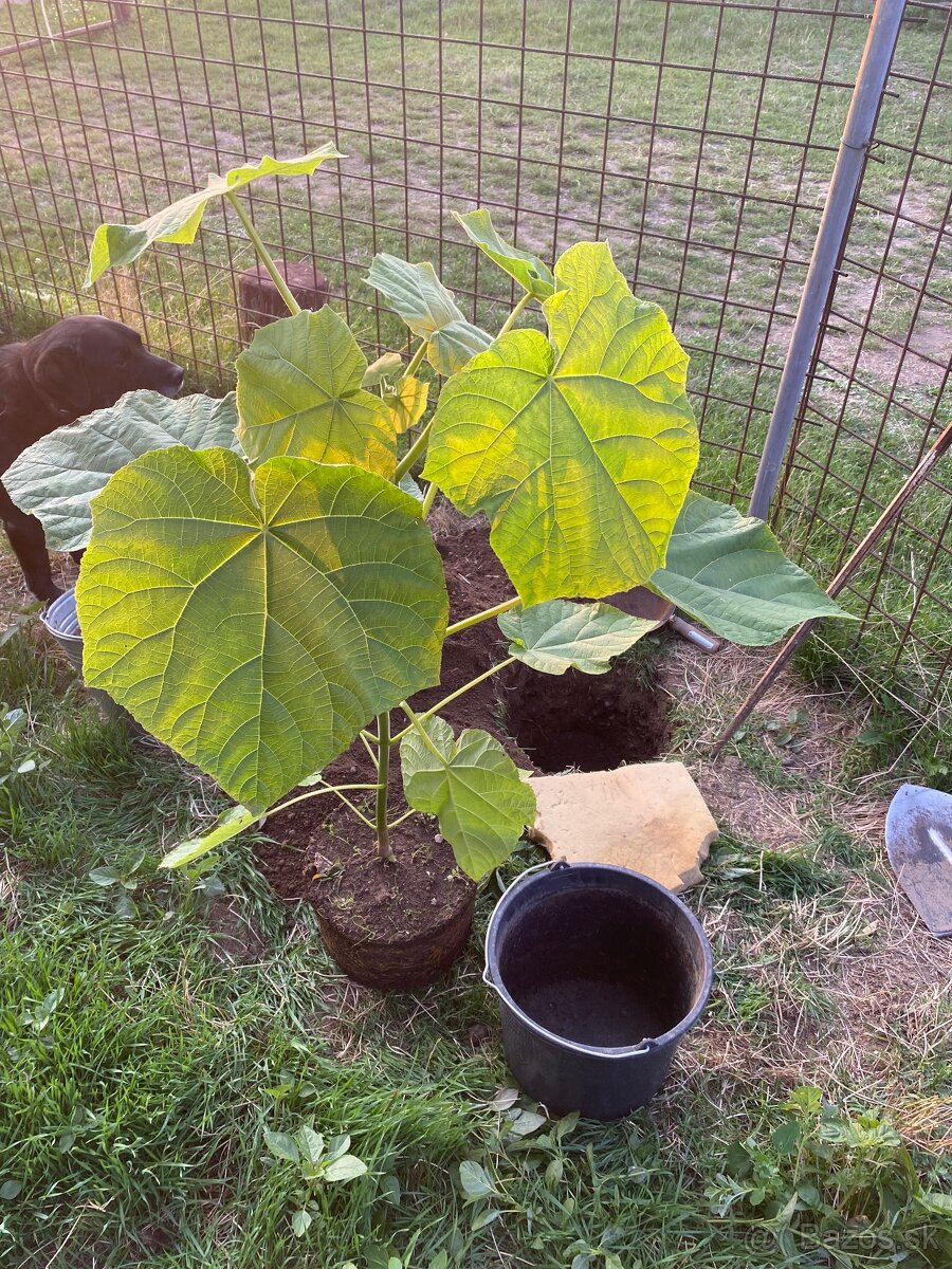 Paulownia Tomentosa rýchlorastúci strom - 7