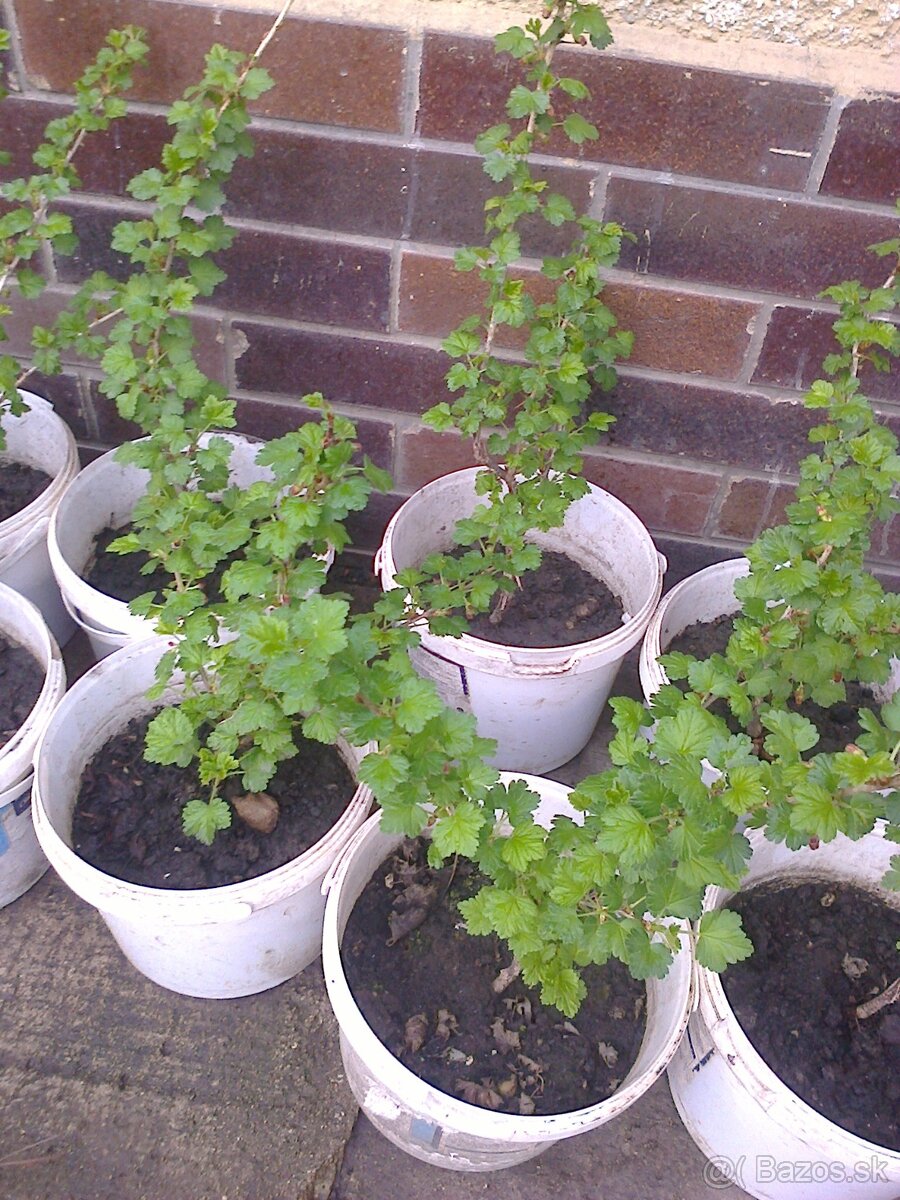 Josty .,ríbezle .egreš ,černice ,lieska.... - 7