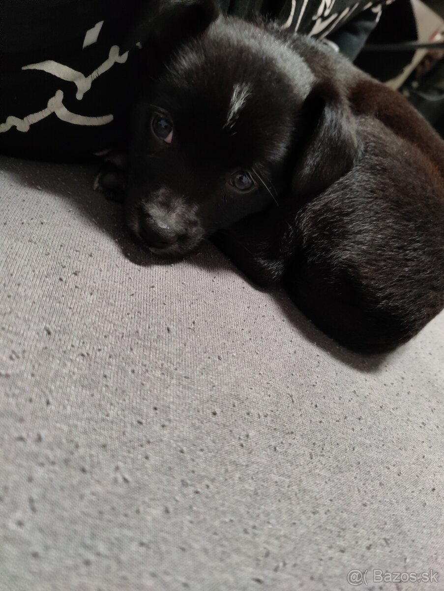 Labrador šteniatka - 7